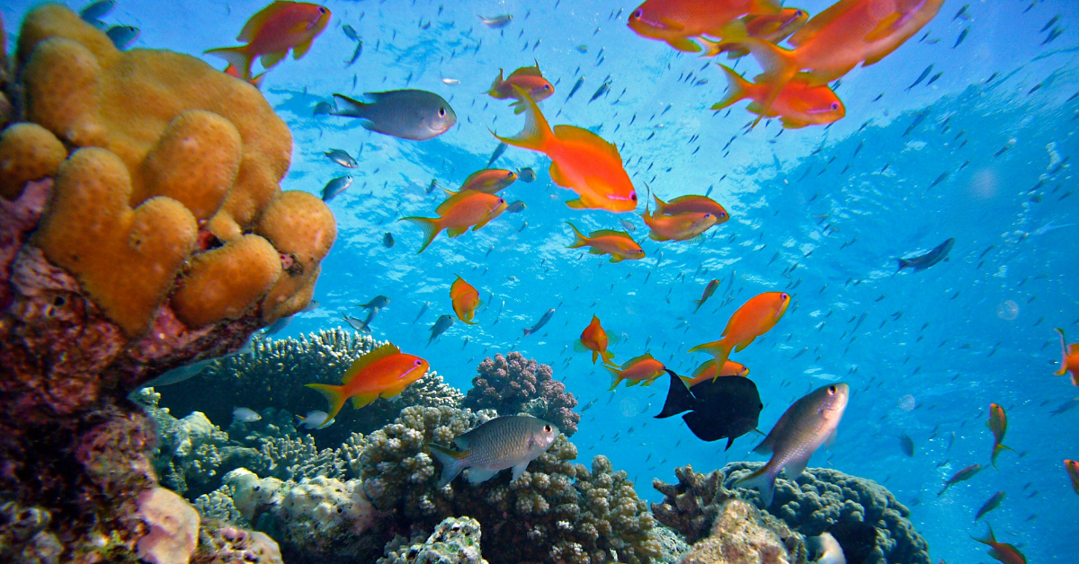 Coral Reefs: What are They, and Why Should You Care? English Reading Comprehension Article 1